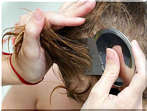 Home remedies for lice