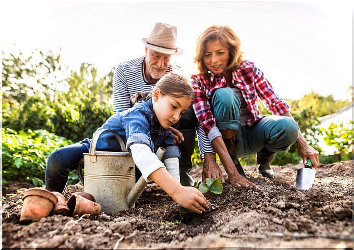 Grandparents with their granddaughter planting vegetables in the family garden.