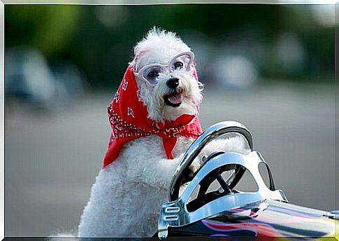 The Bichon Frize is one of the best small dog breeds for children